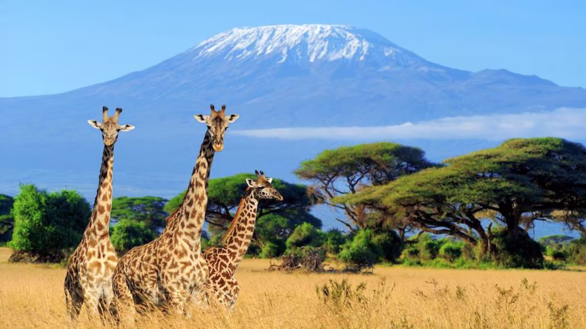 Three giraffes walk through a national park in Kenya, Africa, with Kilimanjaro on the horizon