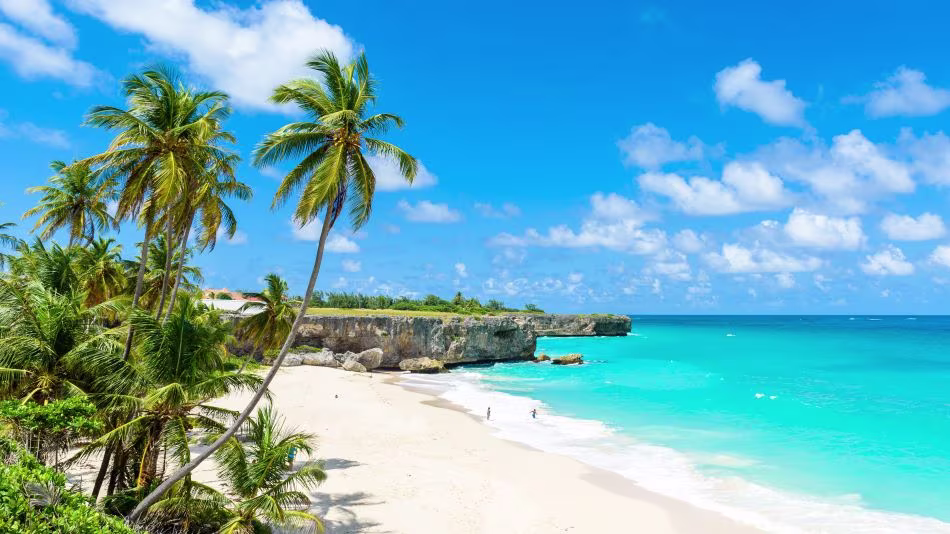 Palm trees on beach at Bottom Bay in Barbados