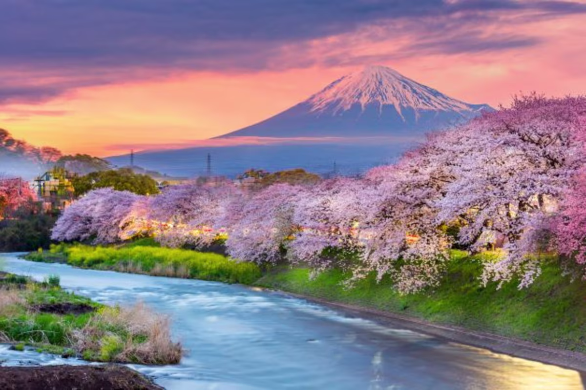 Stunning view, snow-capped Mount Fuji, cotton candy colored skies, cherry blossoms, Japan.
