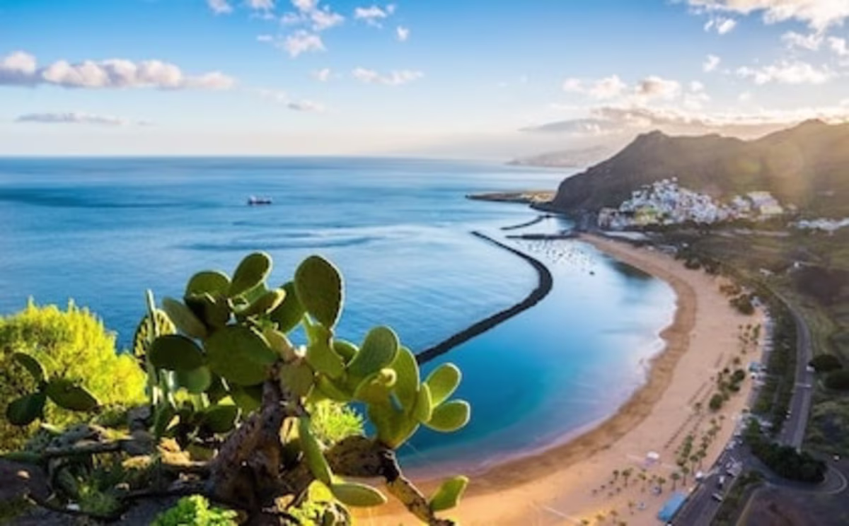 Amazing view of golden shoreline and city beyond. A sunlit cactus is in the foreground and in the distance a ship can be seen in deep blue waters. Beyond the beach, mountain formations can be seen. Location: Santa Cruz de Tenerife, Tenerife, Canary Is...
