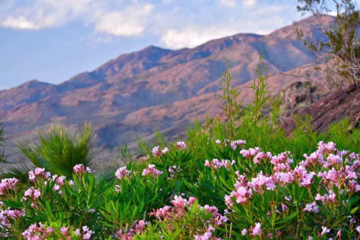 Springtime flowers in full bloom with desert mountains in the distance, Palm Springs, California.
