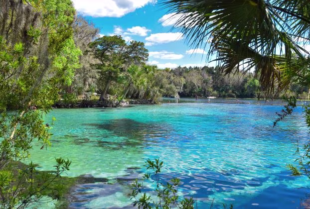 Beautiful clear waters surrounded by trees, Florida fresh water springs. 