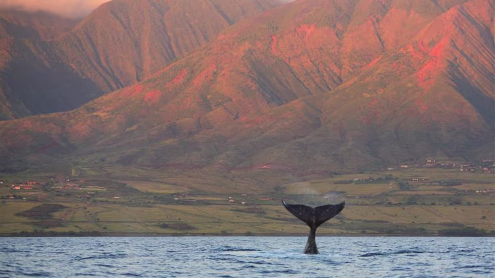 North Pacific Humpback Whale tail sinking back in the water in Maui, Hawaii.