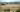 Wildebeest migration across the African savanna with giraffe