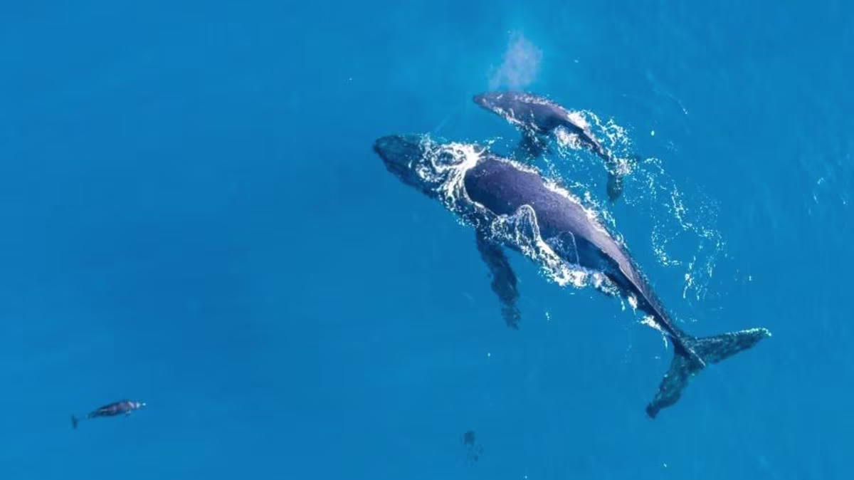Incredible aerial image, mother and calf humpback whales swimming, crystal blue water, Maui, Hawaii.