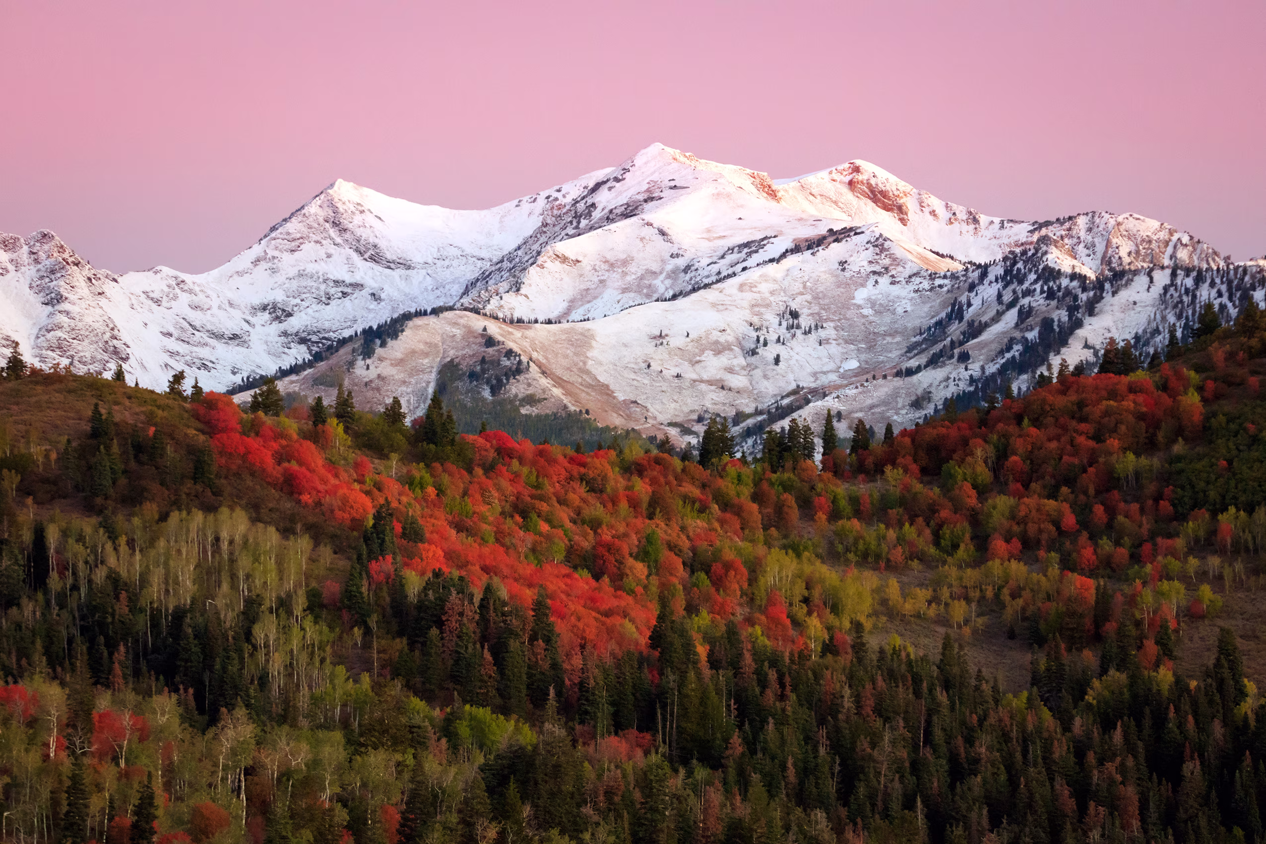 Snow-capped mountains under a pink sky rise above a vibrant forest with autumn foliage in reds, oranges, and greens, creating a serene and colorful scene.