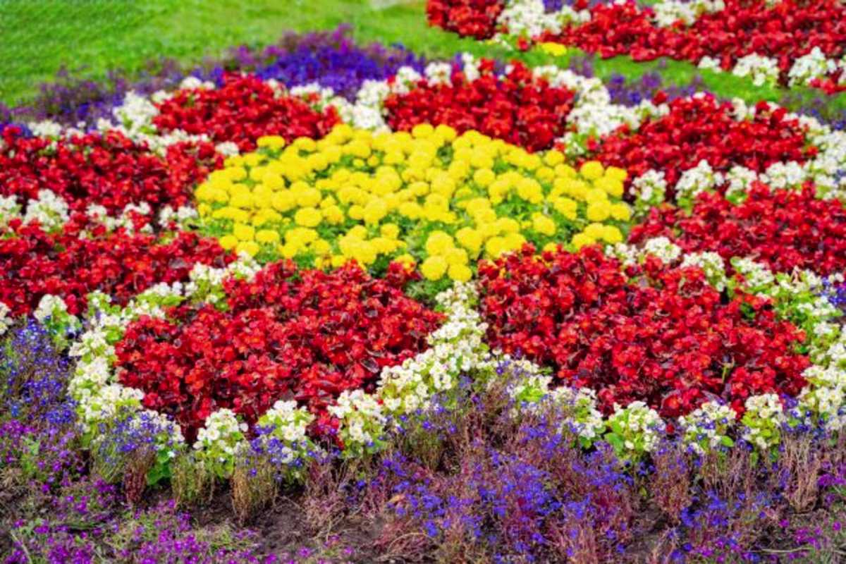 Beautiful different color flowers planted to create a flower design.