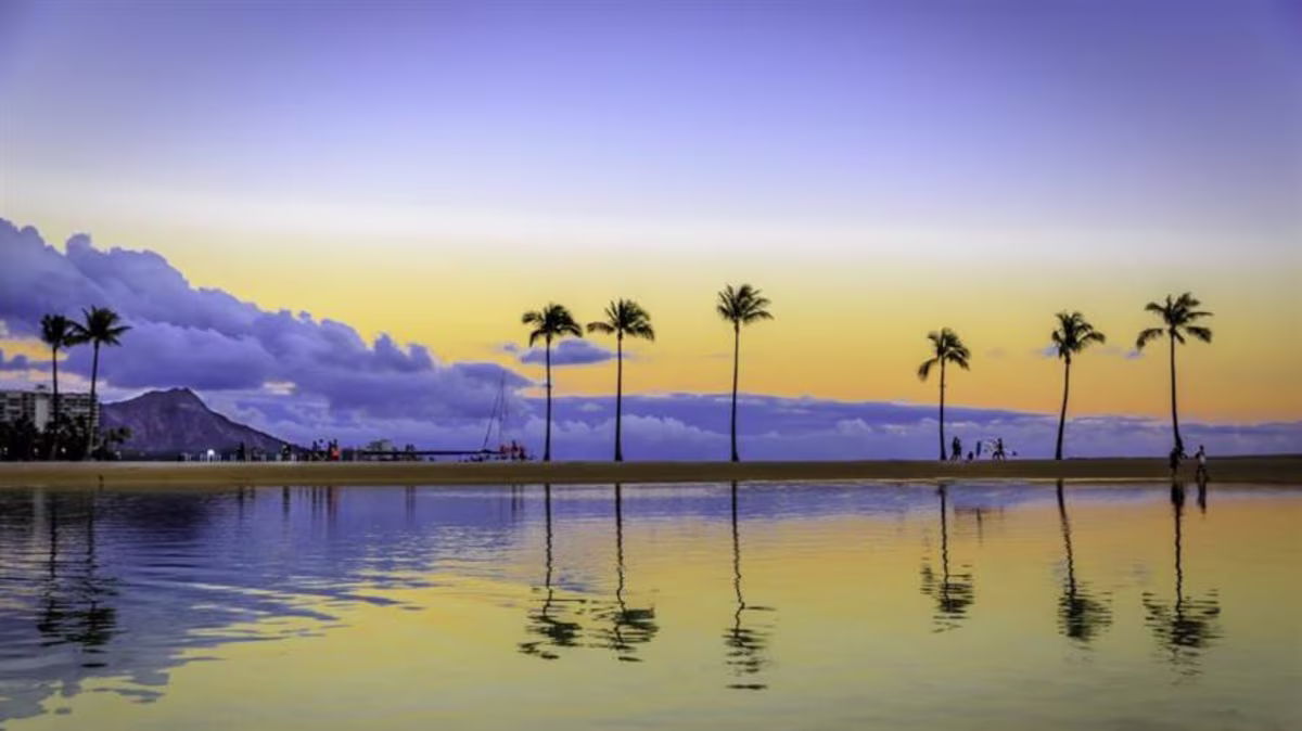 Palm trees along the lagoon of Hilton Hawaiian Village