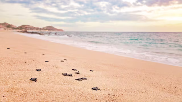 caring for los cabos_body 3_july_22