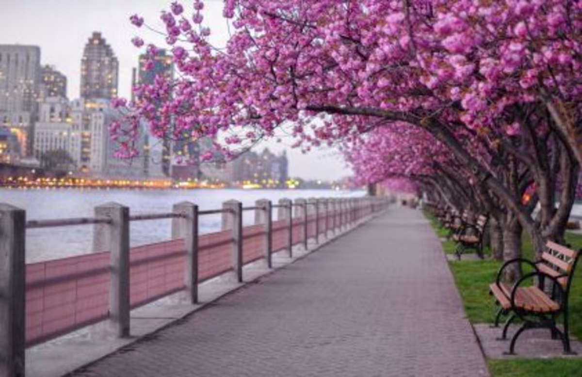 City bench overlooking bay, cherry blossoms in bloom, skyline in distance, New York, New York.