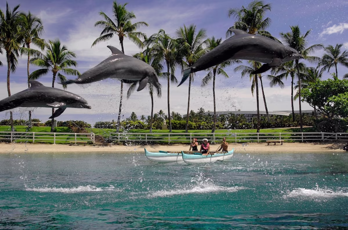 Three dolphins jumping in unison in the lagoon at the Hilton Waikoloa Village in Hawaii.