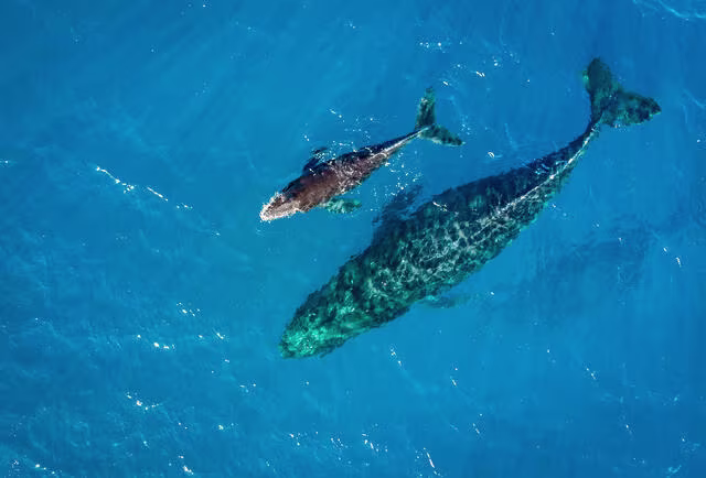 Discover the Essence of Maui at Maui Bay Villas by Hilton Grand Vacations_body_1_April_21