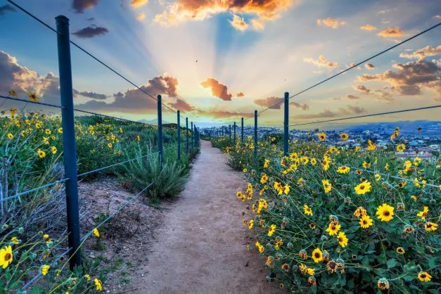 What To Do in Capistrano Beach for a Relaxing 3-Day Getaway