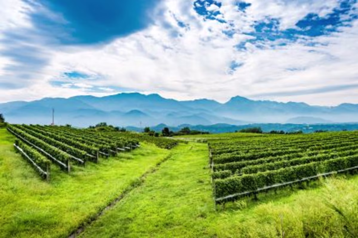 Lush green vineyards, bright blue, clear skies, Japan.