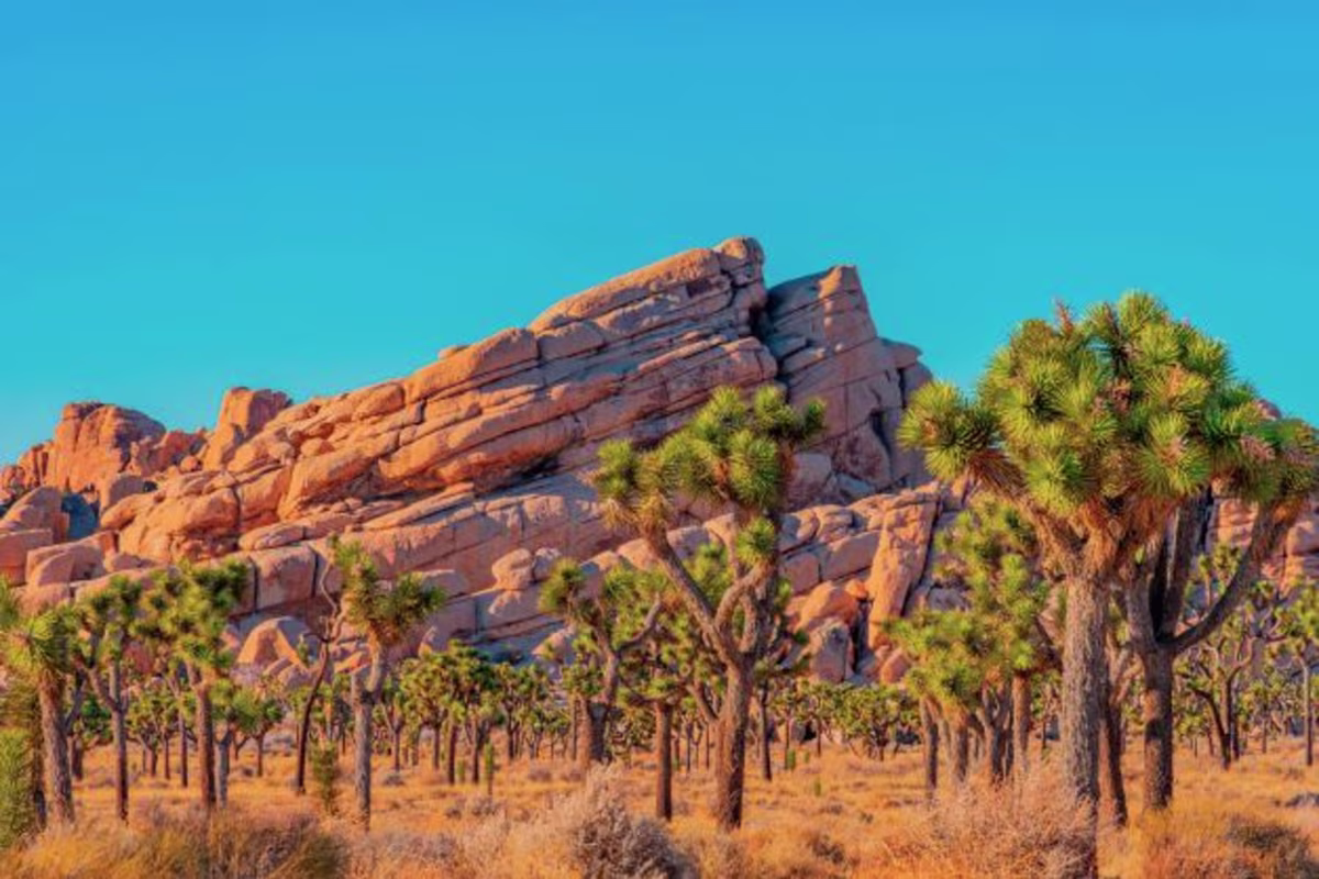 Joshua trees and sandstone rock formations in Joshua Tree National Park
