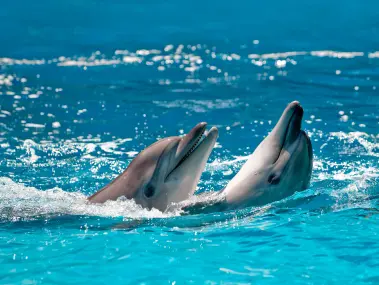 Dolphin Watching