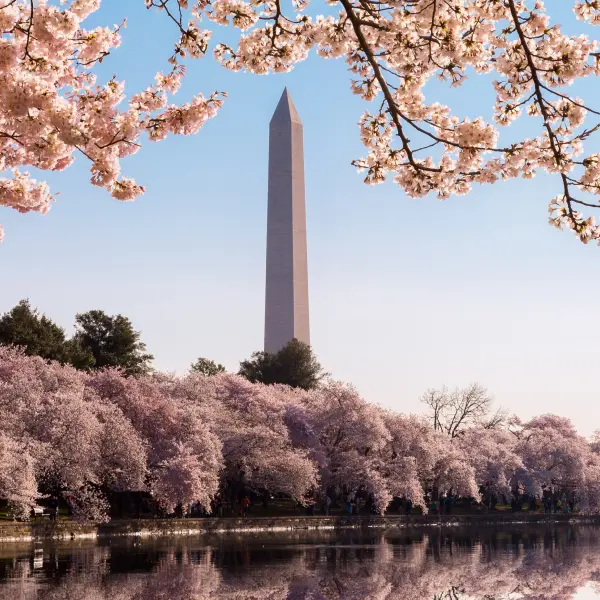 Cherry Blossom Festival