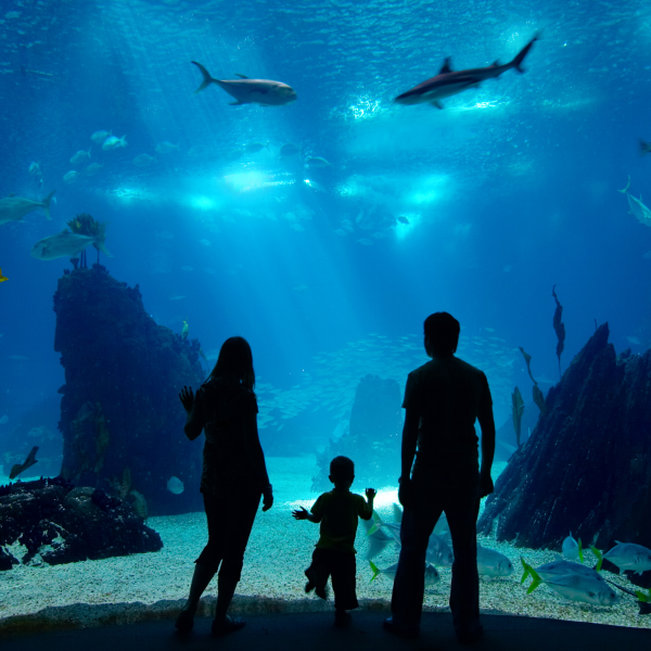 OdySea Aquarium
