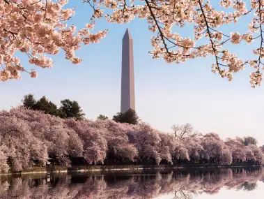 Cherry Blossom Festival