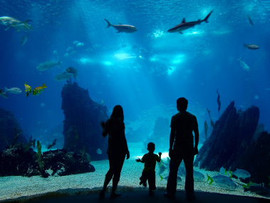OdySea Aquarium