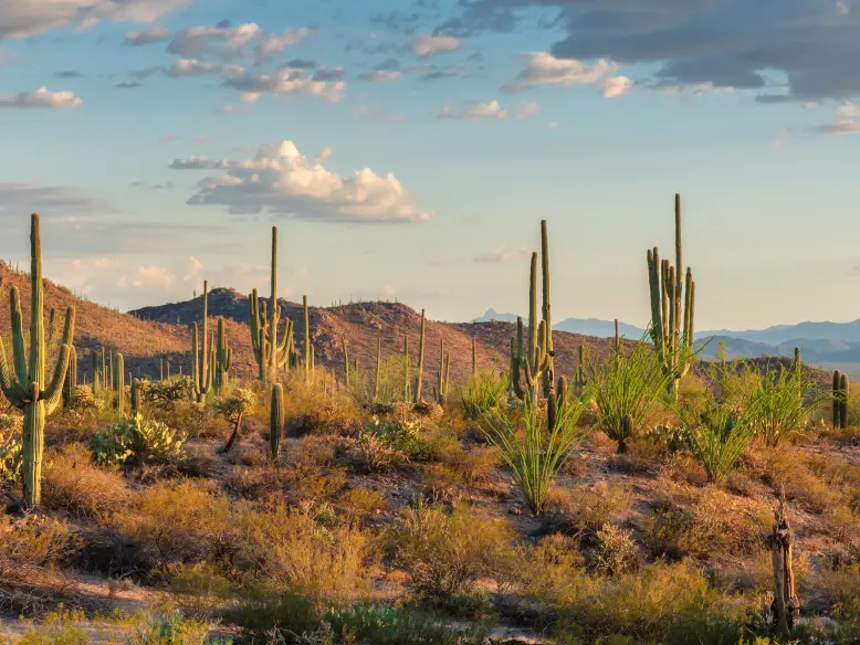 WOP: Destination_Scottsdale_778x584